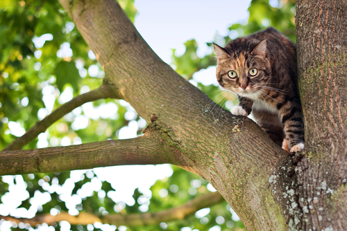 cat in a tree